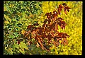 02121-00154-West Virginia Fall Color.jpg