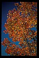 02121-00158-West Virginia Fall Color.jpg