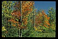 02121-00161-West Virginia Fall Color.jpg
