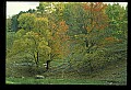 02121-00166-West Virginia Fall Color.jpg