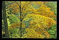 02121-00167-West Virginia Fall Color.jpg