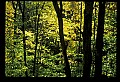 02121-00170-West Virginia Fall Color.jpg