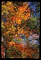 02121-00178-West Virginia Fall Color.jpg