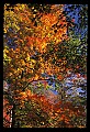 02121-00180-West Virginia Fall Color.jpg