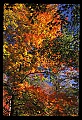 02121-00180-West Virginia Fall Color.jpg