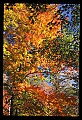 02121-00181-West Virginia Fall Color.jpg