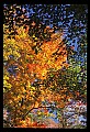 02121-00182-West Virginia Fall Color.jpg