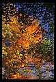 02121-00183-West Virginia Fall Color.jpg