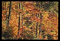 02121-00185-West Virginia Fall Color.jpg