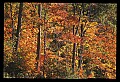 02121-00186-West Virginia Fall Color.jpg