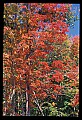 02121-00188-West Virginia Fall Color.jpg
