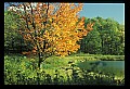 02121-00196-West Virginia Fall Color.jpg