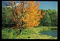 02121-00199-West Virginia Fall Color.jpg
