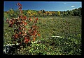 02121-00200-West Virginia Fall Color.jpg