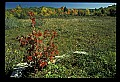 02121-00201-West Virginia Fall Color.jpg