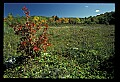 02121-00202-West Virginia Fall Color.jpg