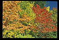 02121-00205-West Virginia Fall Color.jpg