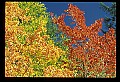 02121-00206-West Virginia Fall Color.jpg