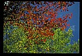 02121-00207-West Virginia Fall Color.jpg