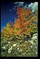 02121-00208-West Virginia Fall Color.jpg