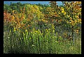 02121-00209-West Virginia Fall Color.jpg