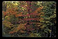 02121-00211-West Virginia Fall Color.jpg