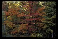 02121-00212-West Virginia Fall Color.jpg
