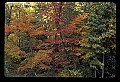 02121-00213-West Virginia Fall Color.jpg