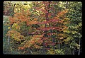 02121-00214-West Virginia Fall Color.jpg