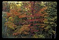 02121-00215-West Virginia Fall Color.jpg
