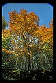 02121-00221-West Virginia Fall Color.jpg