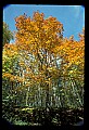 02121-00226-West Virginia Fall Color.jpg