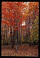 02121-00252-West Virginia Fall Color.jpg