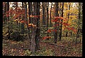 02121-00254-West Virginia Fall Color.jpg