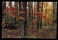 02121-00255-West Virginia Fall Color.jpg