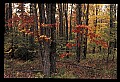 02121-00255-West Virginia Fall Color.jpg