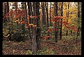 02121-00256-West Virginia Fall Color.jpg