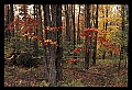 02121-00257-West Virginia Fall Color.jpg