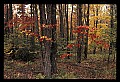 02121-00257-West Virginia Fall Color.jpg