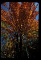 02121-00268-West Virginia Fall Color.jpg