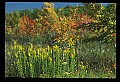 02121-00269-West Virginia Fall Color.jpg