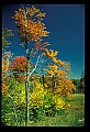 02121-00275-West Virginia Fall Color.jpg
