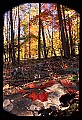 02121-00294-West Virginia Fall Color.jpg