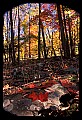 02121-00295-West Virginia Fall Color.jpg