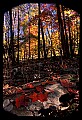 02121-00296-West Virginia Fall Color.jpg