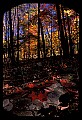 02121-00298-West Virginia Fall Color.jpg