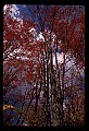 02121-00309-West Virginia Fall Color.jpg