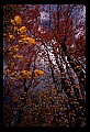 02121-00310-West Virginia Fall Color.jpg