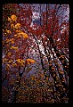 02121-00314-West Virginia Fall Color.jpg