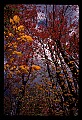 02121-00315-West Virginia Fall Color.jpg